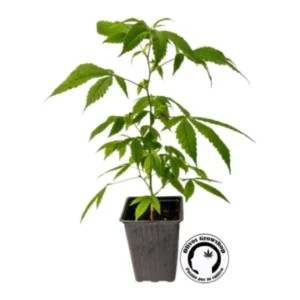 ESQUEJE BILLY SEEDS PURPLE KARMA - THC