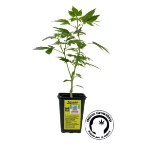 ESQUEJE LOCO YORSH BATEKÚ - THC