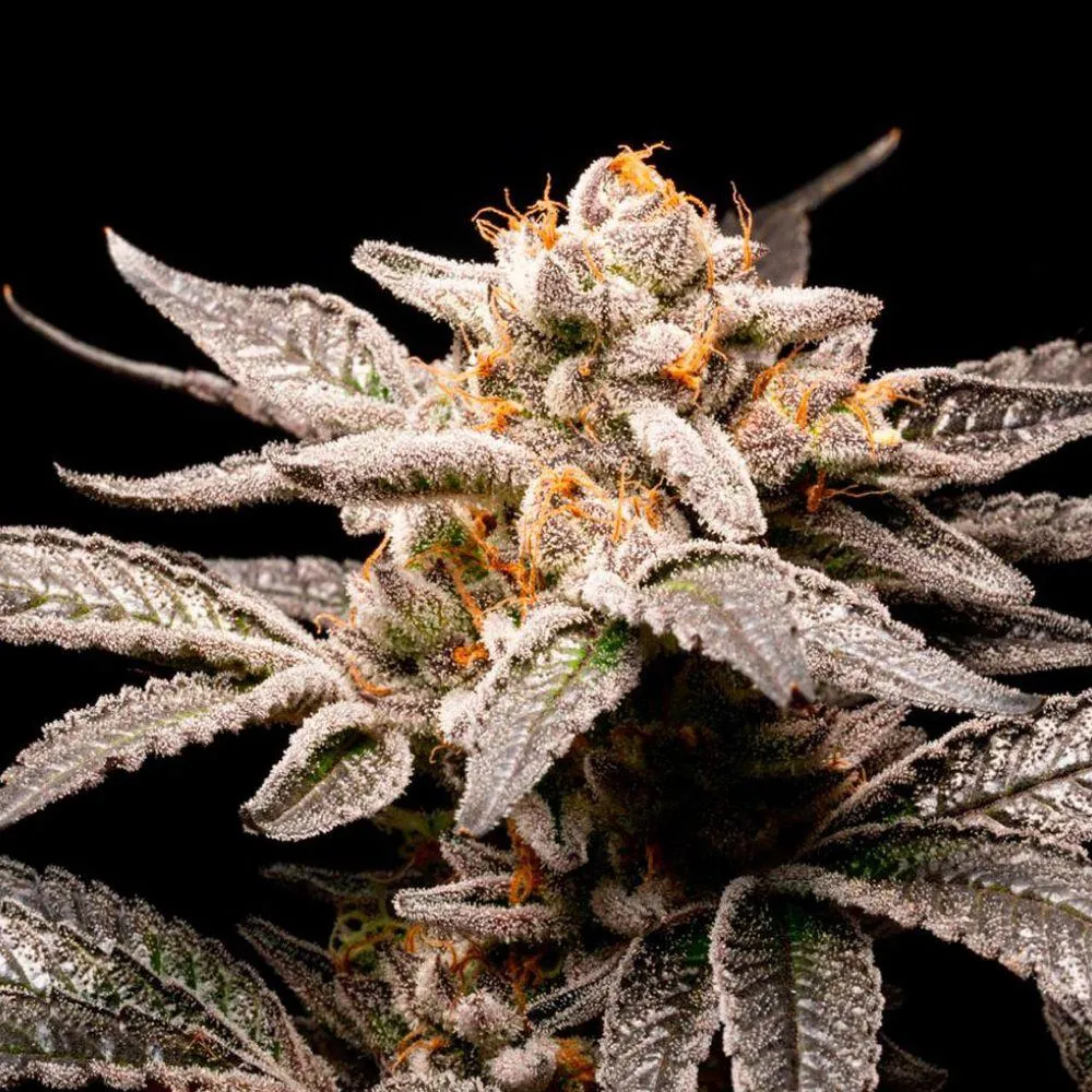 SEMILLAS CANNABIS FANCY GUMMY - BLISTER X3 - Imagen 2