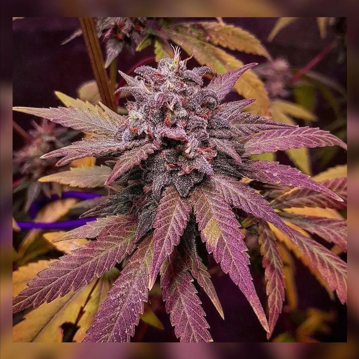 SEMILLAS CANNABIS MATRONA - BLISTER X5 - Imagen 2