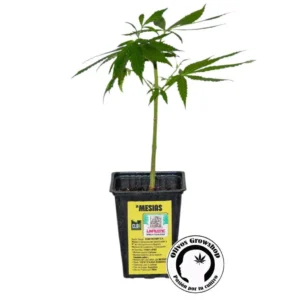 ESQUEJE CANNDI LA MESIAS - THC