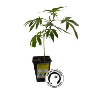 ESQUEJE MAMUA PHANTOM ICE - THC