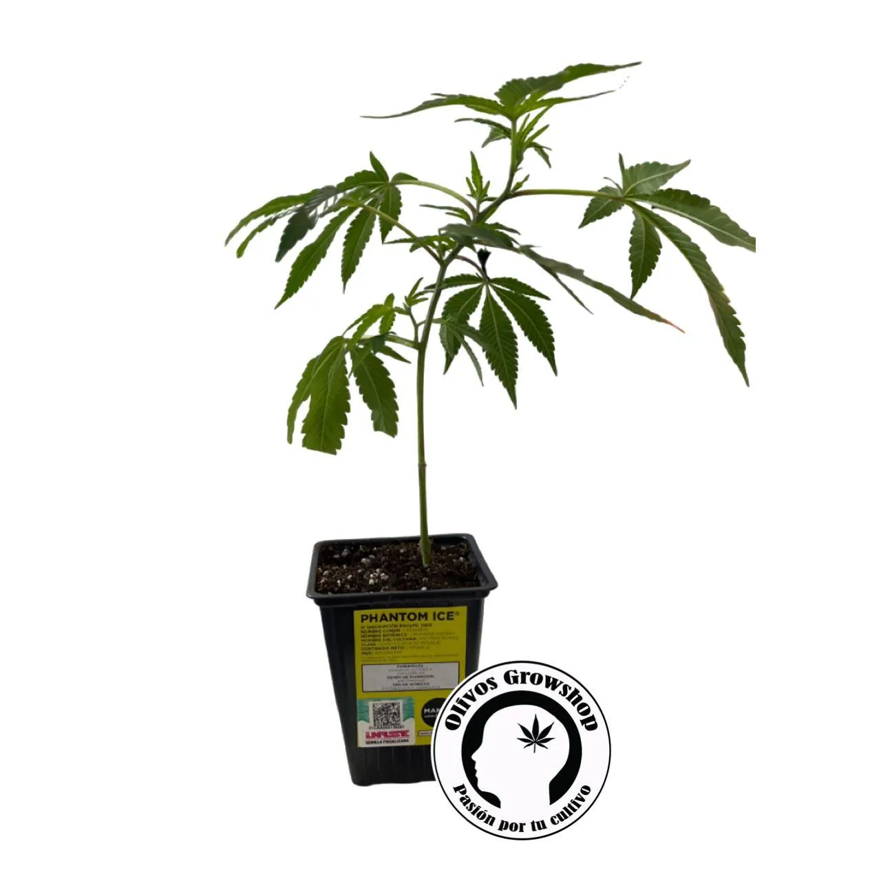 ESQUEJE MAMUA PHANTOM ICE - THC