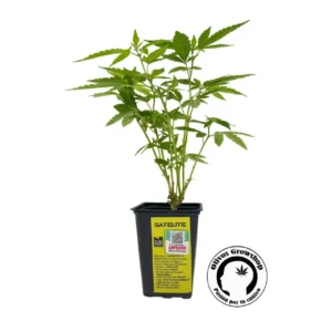 ESQUEJE LOCO YORSH SATÉLITE - THC