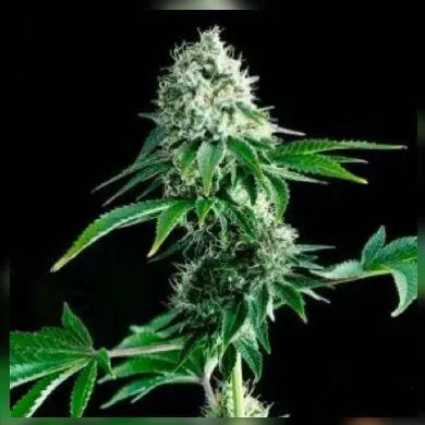 SEMILLAS CANNABIS INDIAN SEEDS EGYPTO - BLISTER X3 - Imagen 2