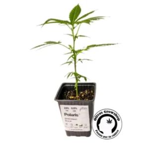 ESQUEJE ARKHAM POLARIS - THC