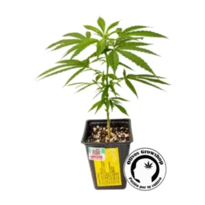 ESQUEJE YACARE GUARANI - THC
