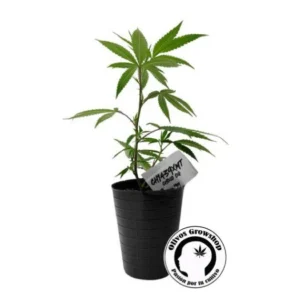 ESQUEJE CHOCO OG - THC