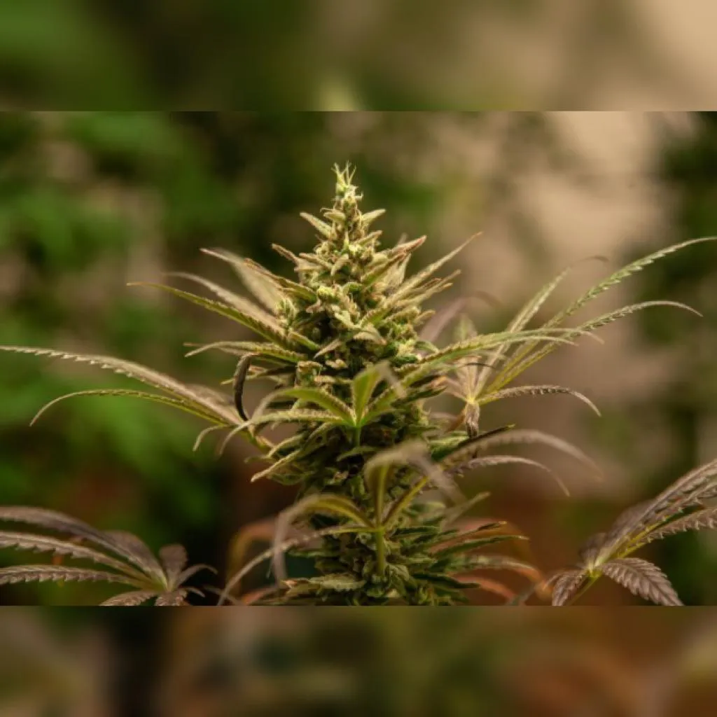 SEMILLAS CANNABIS ANANDA 001 - BLISTER X3 - Imagen 2