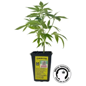 ESQUEJE CHR CAMBOYA - THC