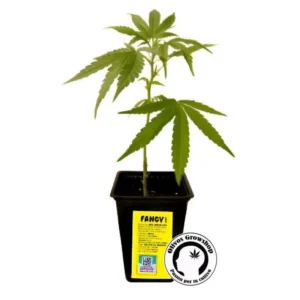 ESQUEJE R-KIEM FANCY GUMMY - THC
