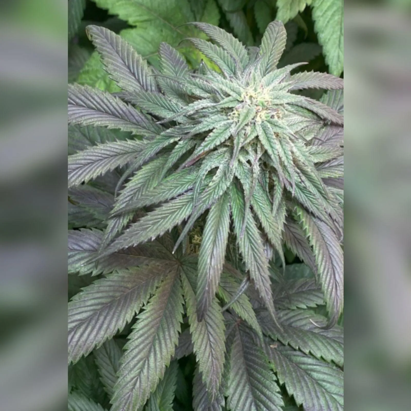 SEMILLAS CANNABIS PURPLE KARMA - BLISTER X11 - Imagen 2