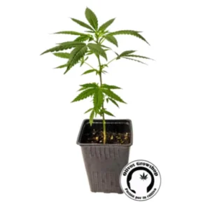 ESQUEJE ARKHAM DR WEST - CBD