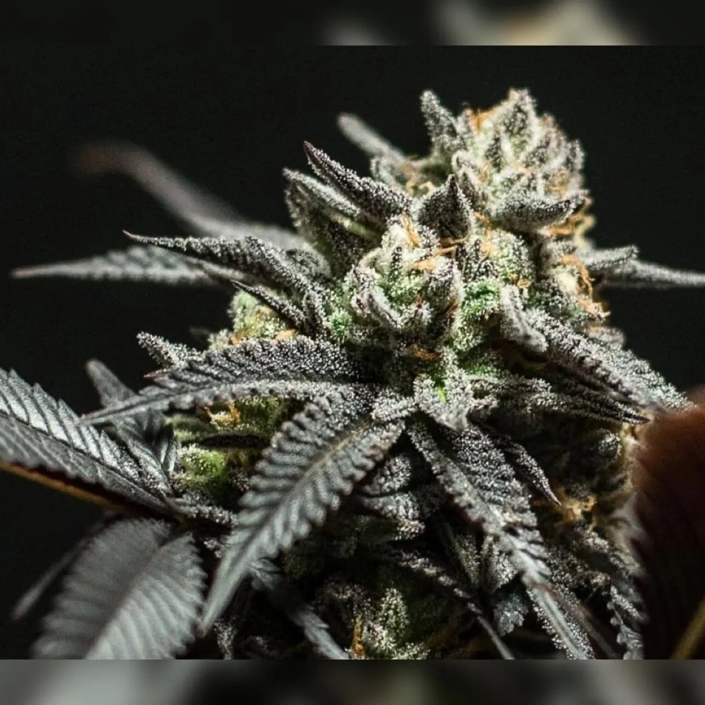 SEMILLAS CANNABIS CHOCO OG - BLISTER X10 - Imagen 2