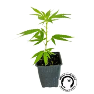ESQUEJE SWEED LAB TROPICANA - THC