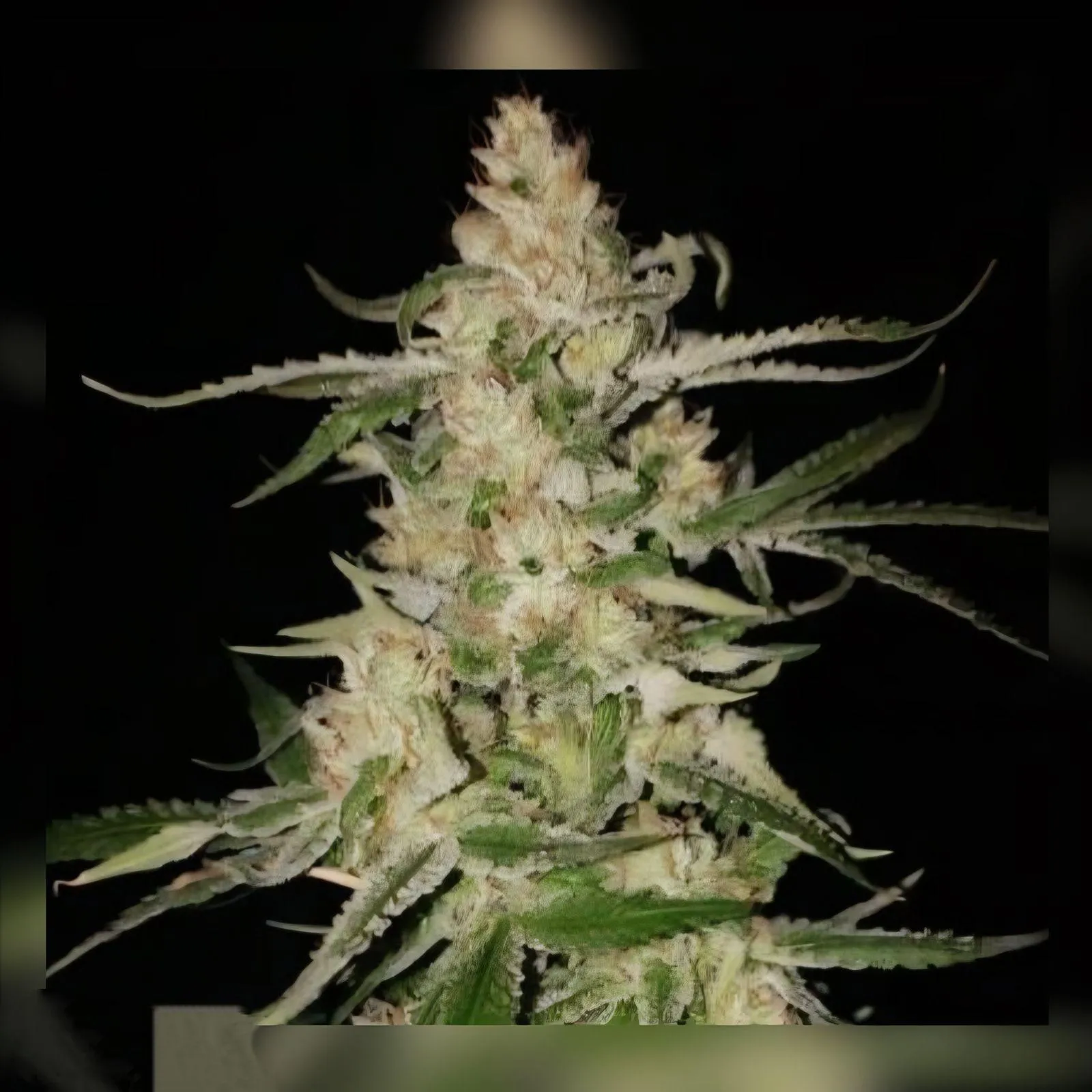 SEMILLAS CANNABIS SANTANESIA - BLISTER X5 - Imagen 2