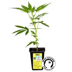 ESQUEJE NUCLEO UNO - THC