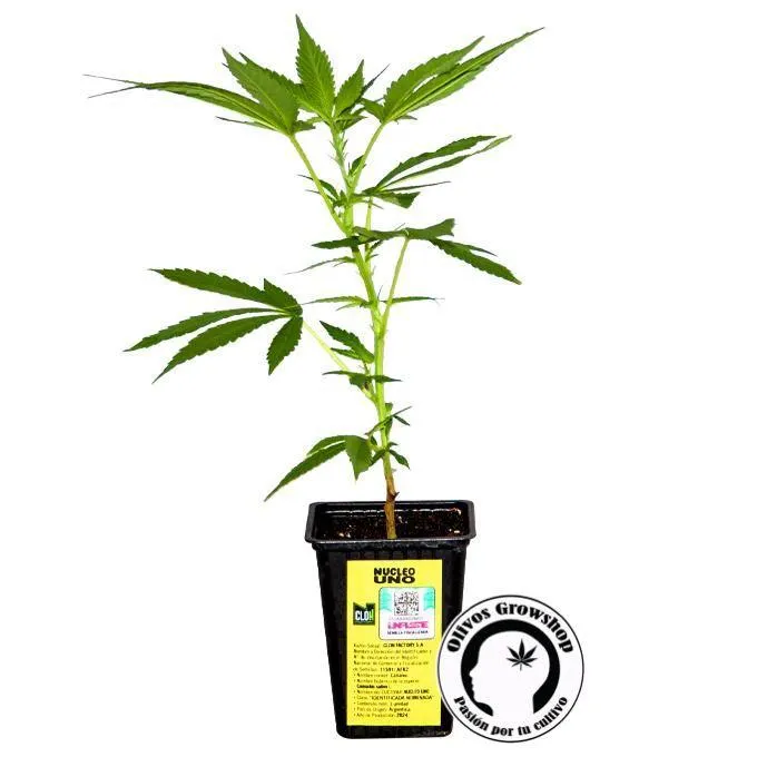 ESQUEJE NUCLEO UNO - THC