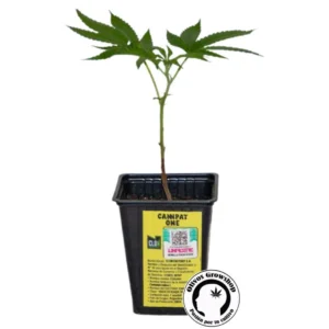 ESQUEJE CANNPAT ONE - THC